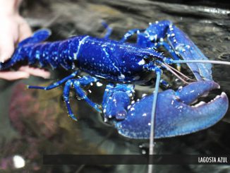 Azul é a cor do ano segundo a Pantone, foto mostra uma lagosta azul.
