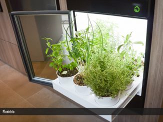 Alternativas para ter uma horta dentro de casa