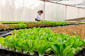 15% da população urbana consome alimentos orgânicos