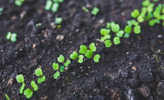 Sesc tem curso gratuito de cultivo sustentável