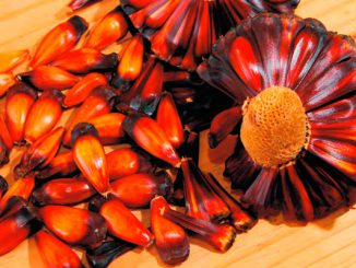 Pinhão ganha mercado na culinária brasileira