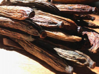 Baunilha-do-cerrado é encontrada em Goiás